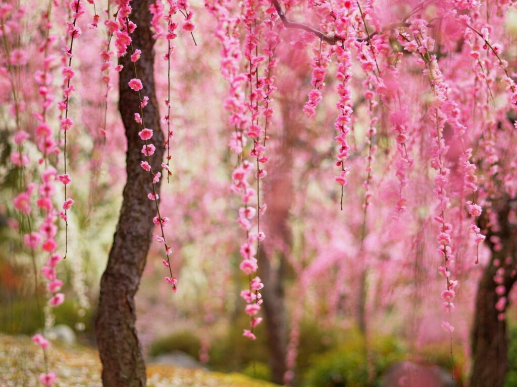 Blossoming Beauty: Captivating Japanese Cherry Blossoms Painting the Spring Landscape in High-Definition Wallpaper
