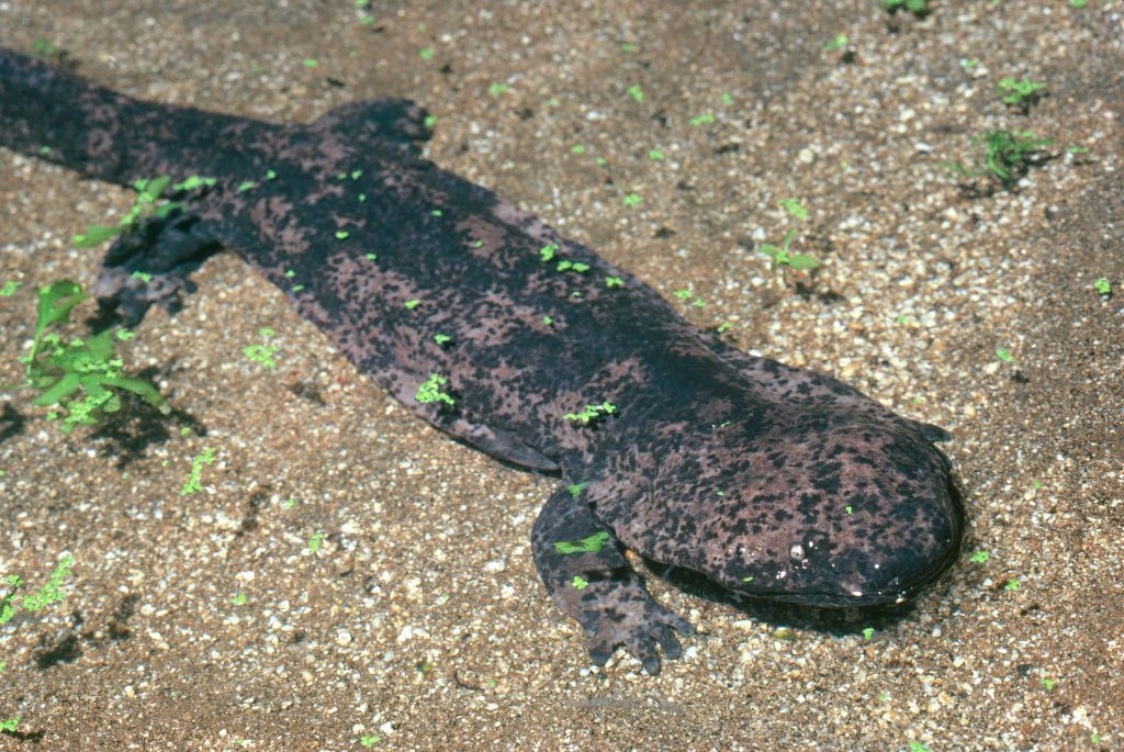 Japanese Giant Salamander resting on sandy riverbed with green aquatic plants nature wallpaper