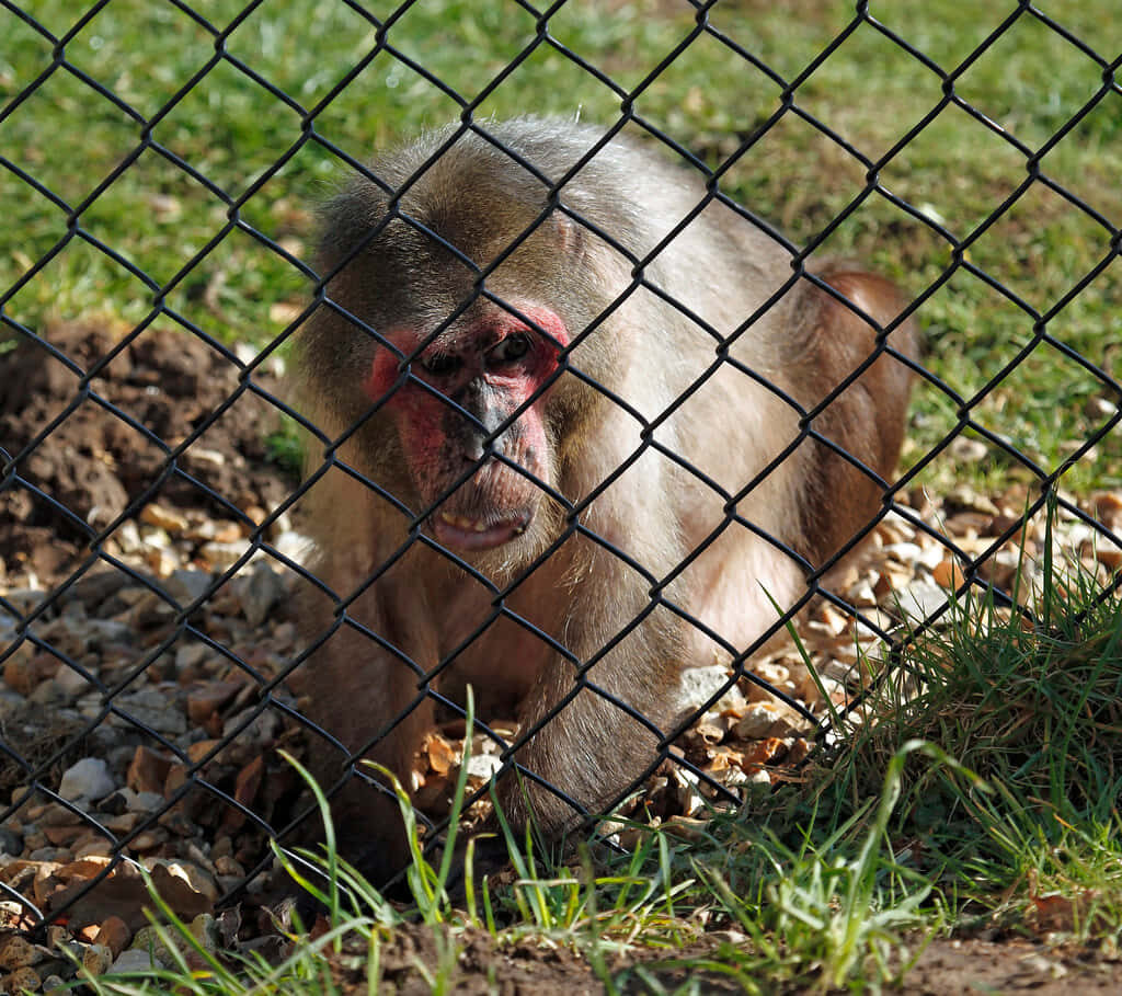 Japanese Macaque Peering Through Fence - Snow Monkey Wallpaper