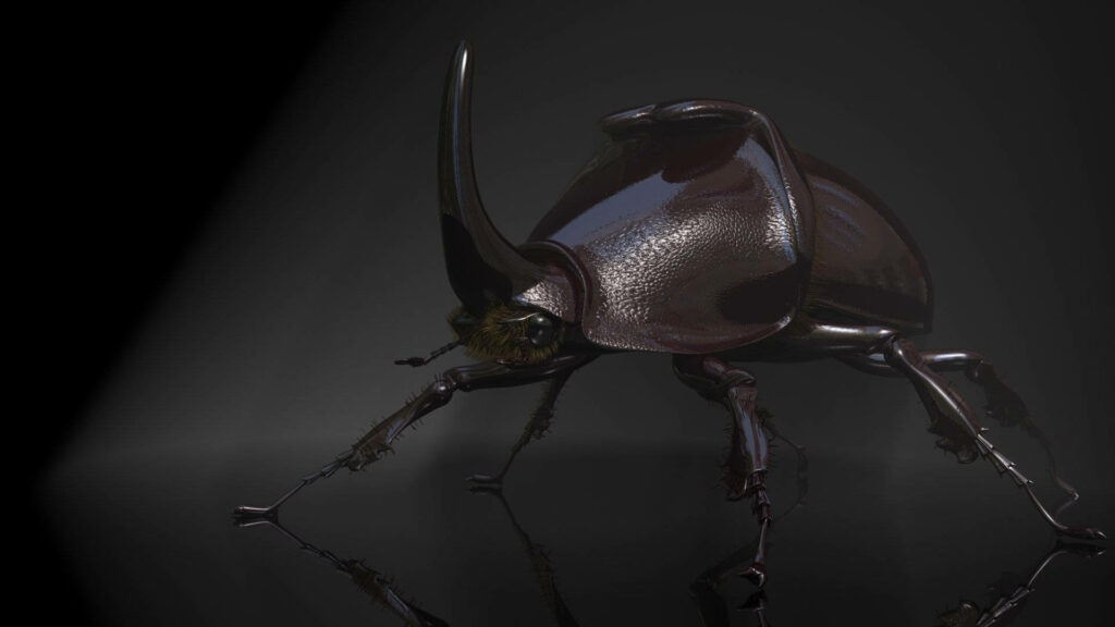 Japanese Rhinoceros Beetle Wallpaper: Dark, Mysterious Background