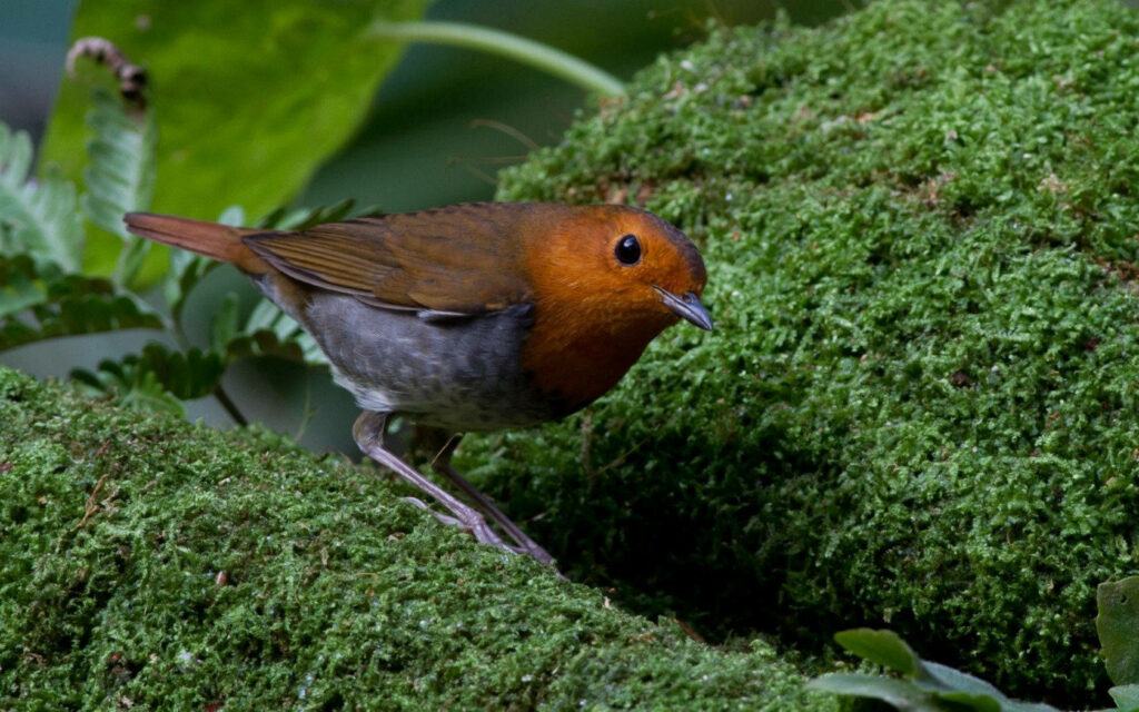 Vibrant Japanese Robin on Lush Green Moss - Nature Wallpaper