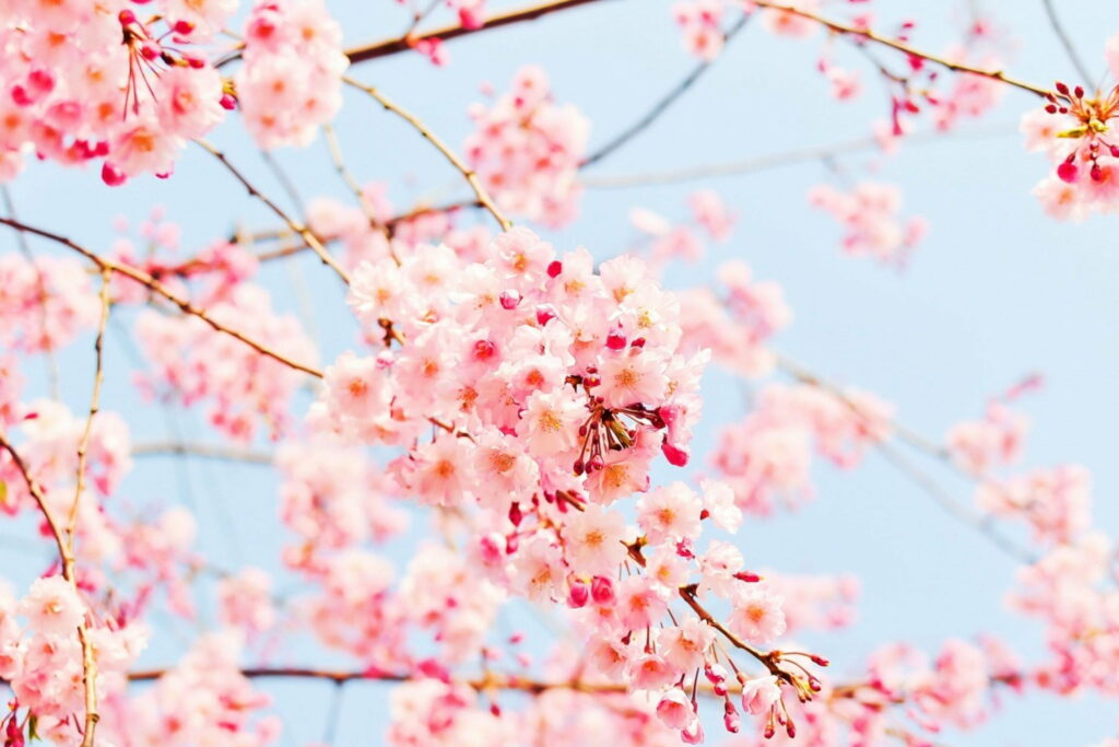 Sakura Serenity: Captivating Japanese Cherry Blossoms in HD Wallpaper