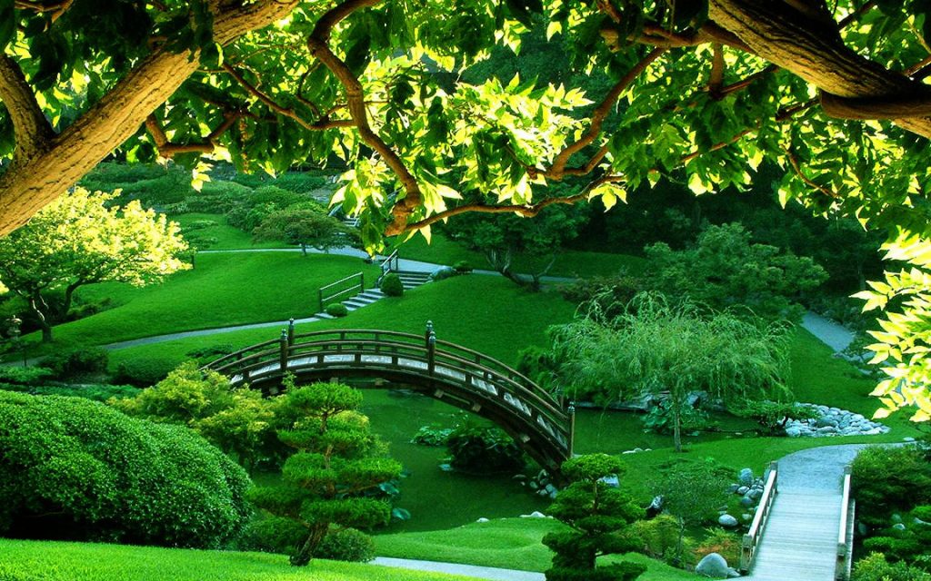 Lush Japanese Tea Garden San Francisco with arched wooden bridge vibrant green lawns serene pond Wallpaper