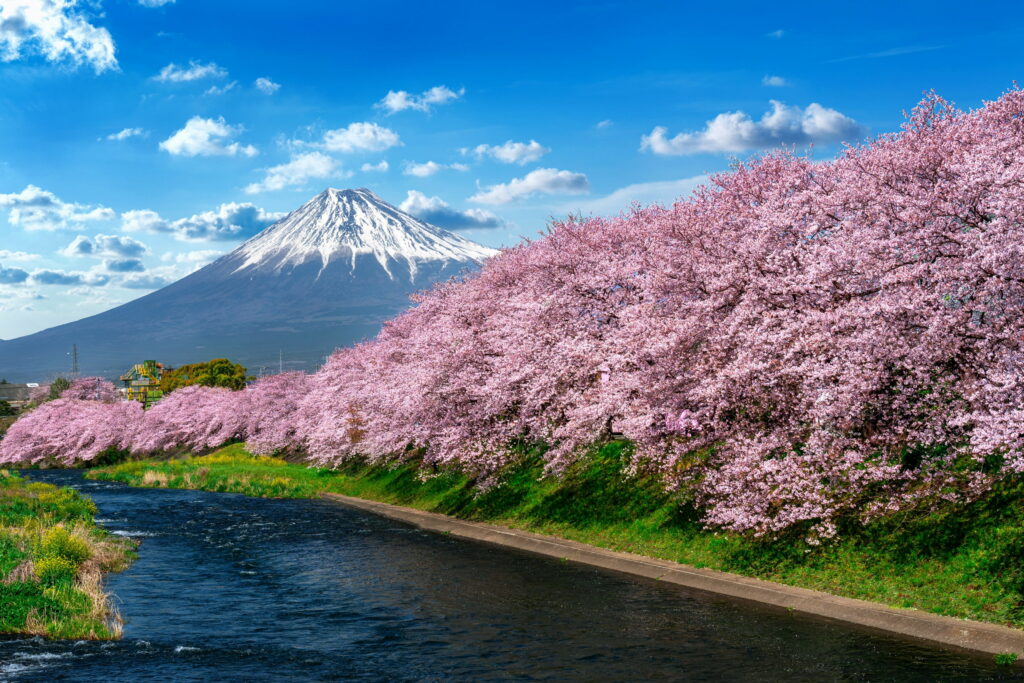 Pristine Spring Serenity: A Breathtaking Cherry Blossom Landscape by the River near Mount Fuji in Japan - HD Wallpaper