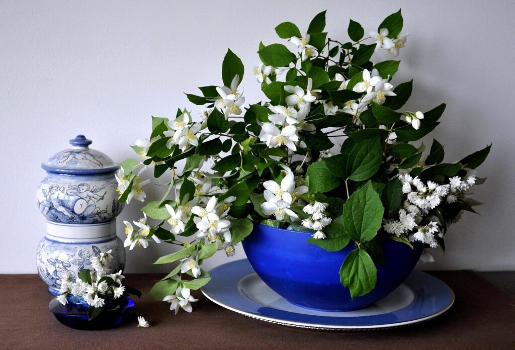 Jasmine Flowers in Blue Bowl: Elegant Springtime Wallpaper