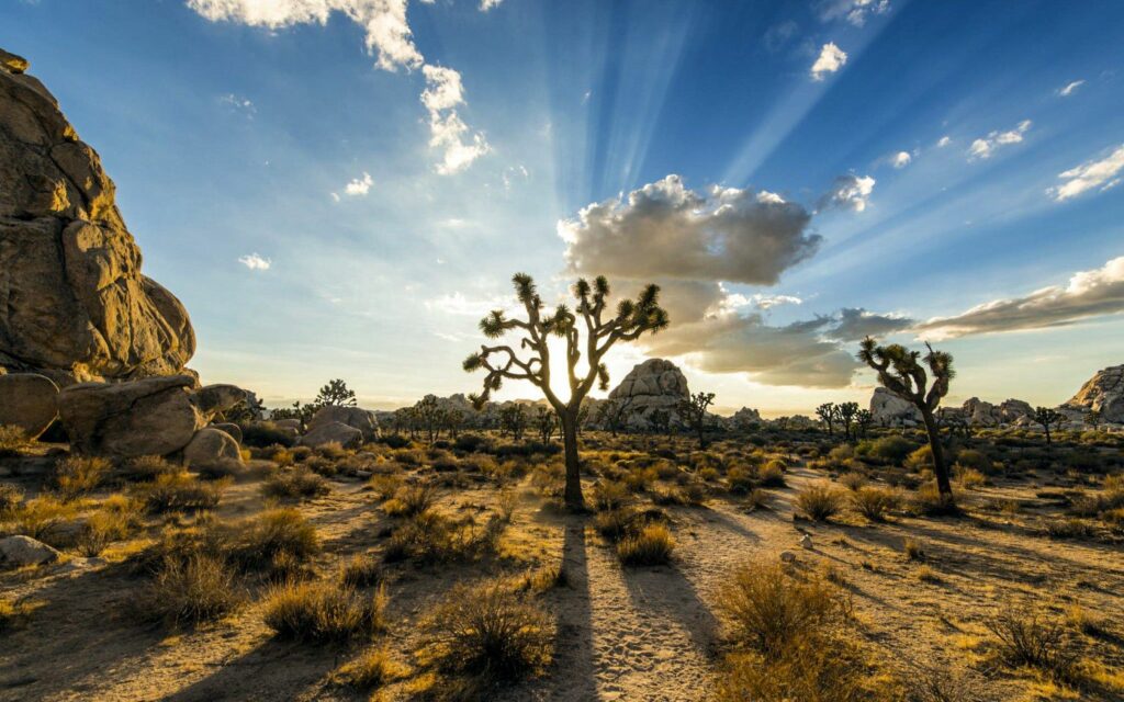 Joshua Tree National Park wallpaper with iconic trees rugged desert plants and radiant sunlight