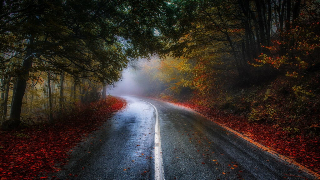 Misty autumn forest road winding through vibrant red leaves and lush green canopy wallpaper