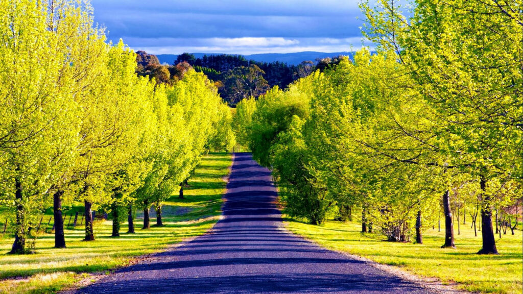 Path of Serenity: Captivating Journey through Lush Rolling Hills and Towering Trees Wallpaper