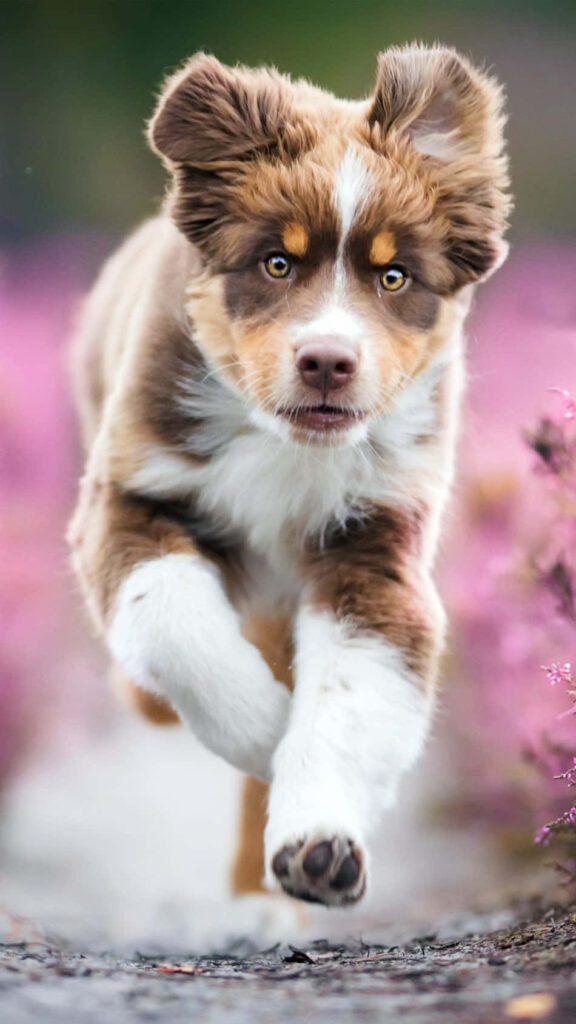 Playful Australian Shepherd puppy running on path surrounded by vibrant pink spring flowers Wallpaper