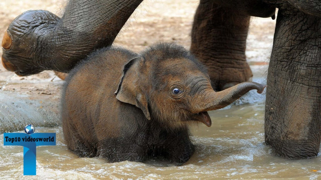 Joyful Baby Elephant Exploring Nature with Protective Adults Wallpaper