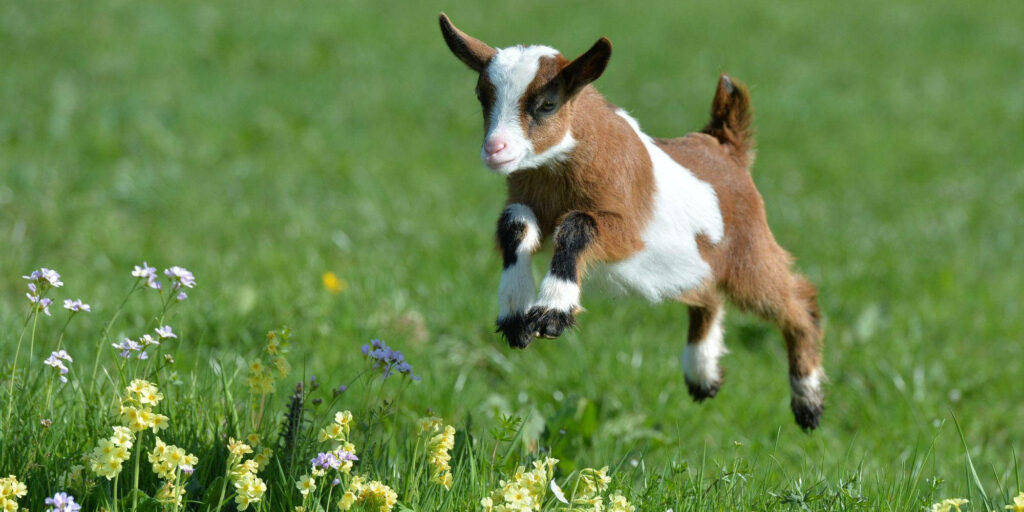 Playful Baby Goat Jumps in a Colorful Wildflower Field Wallpaper