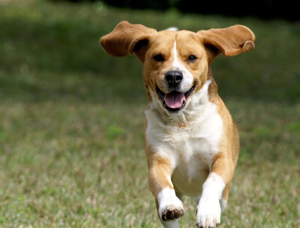 Joyful Beagle Running in Lush Green Field - Exciting Wallpaper