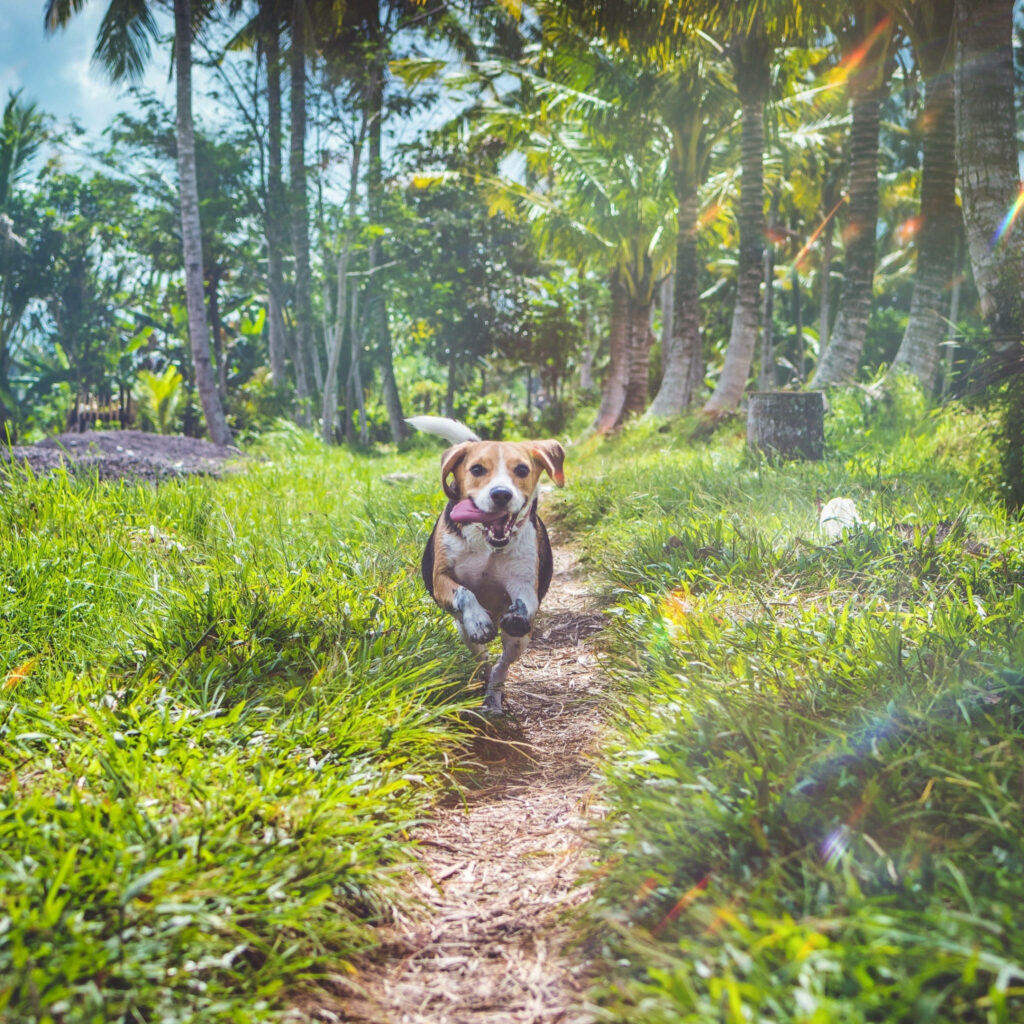 Joyful Beagle Running in Tropical Paradise – Vibrant Wallpaper Background