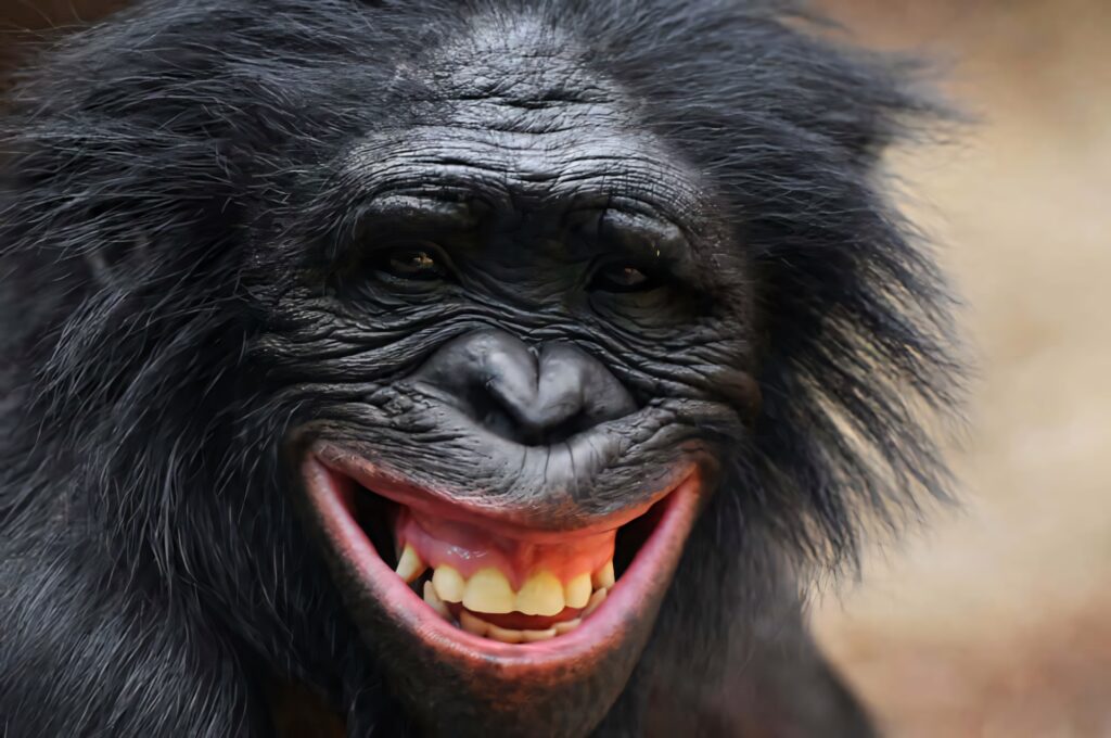Smiling bonobo close up with expressive face textured dark fur vibrant natural tones wildlife wallpaper