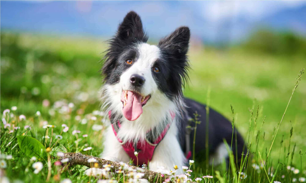 Joyful Border Collie Plays in Vibrant Meadow Under Clear Blue Sky Wallpaper