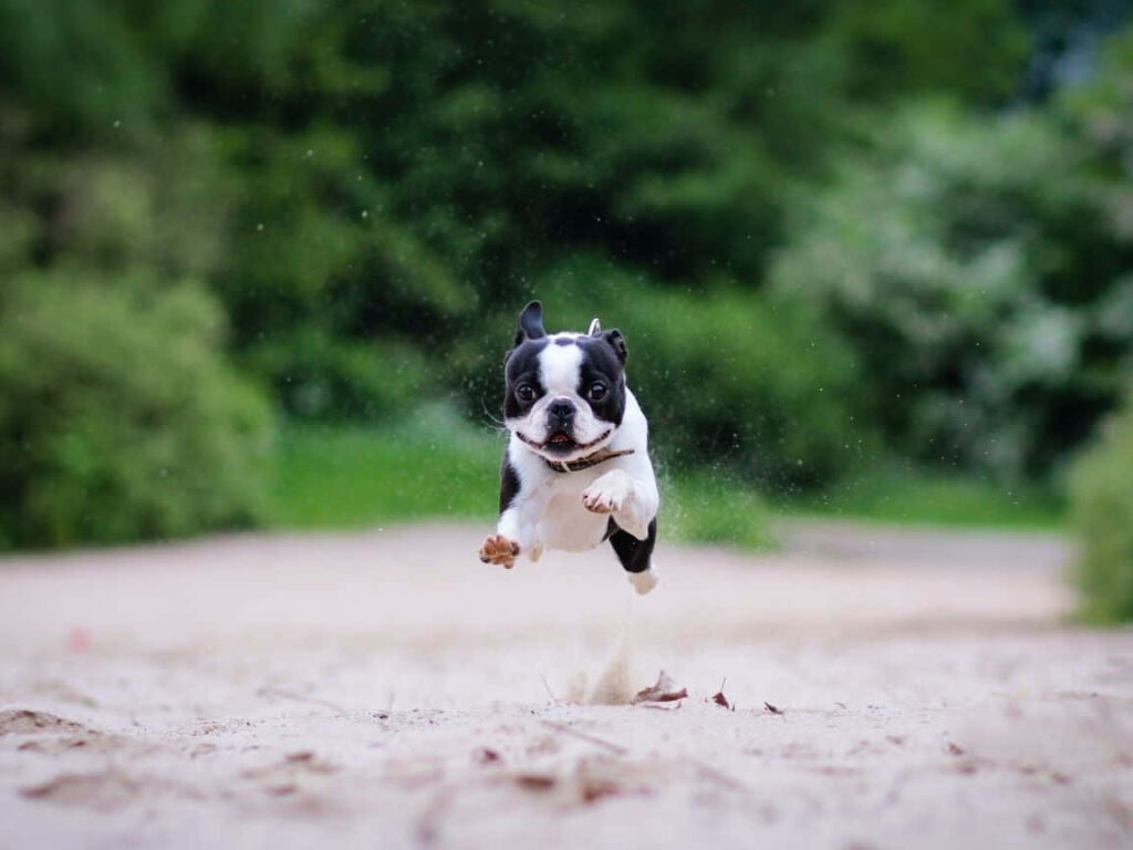 Joyful Boston Terrier Leaping in Lush Green Background Wallpaper