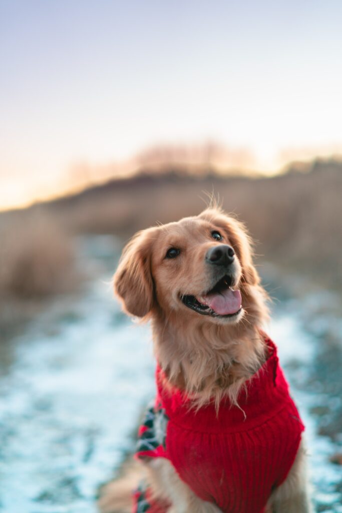 Joyful Brown Dog in Red Sweater - High-Res Outdoor Wallpaper