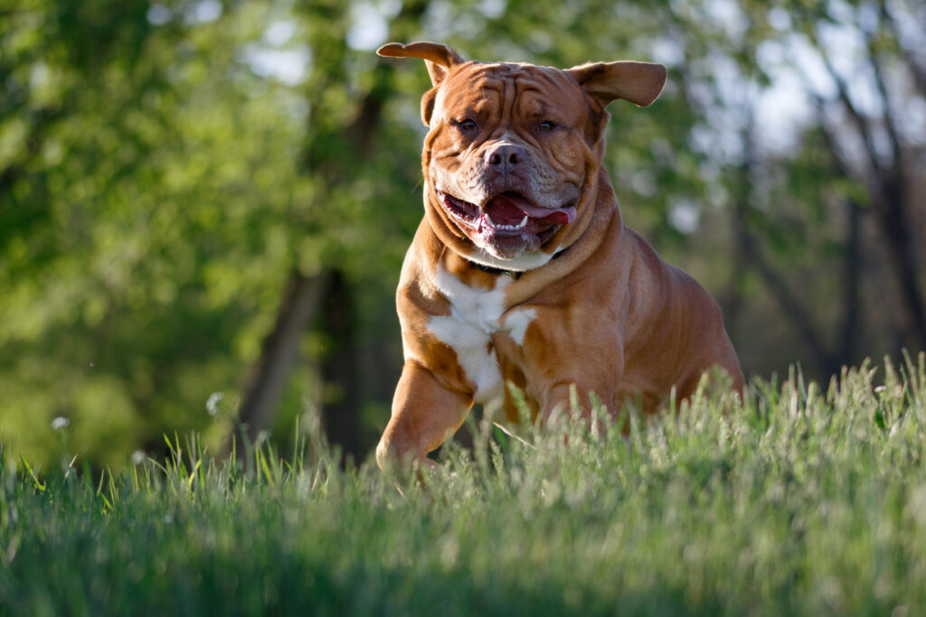 Playful Bulldog Wallpaper in Lush Greenery - Perfect for Dog Lovers