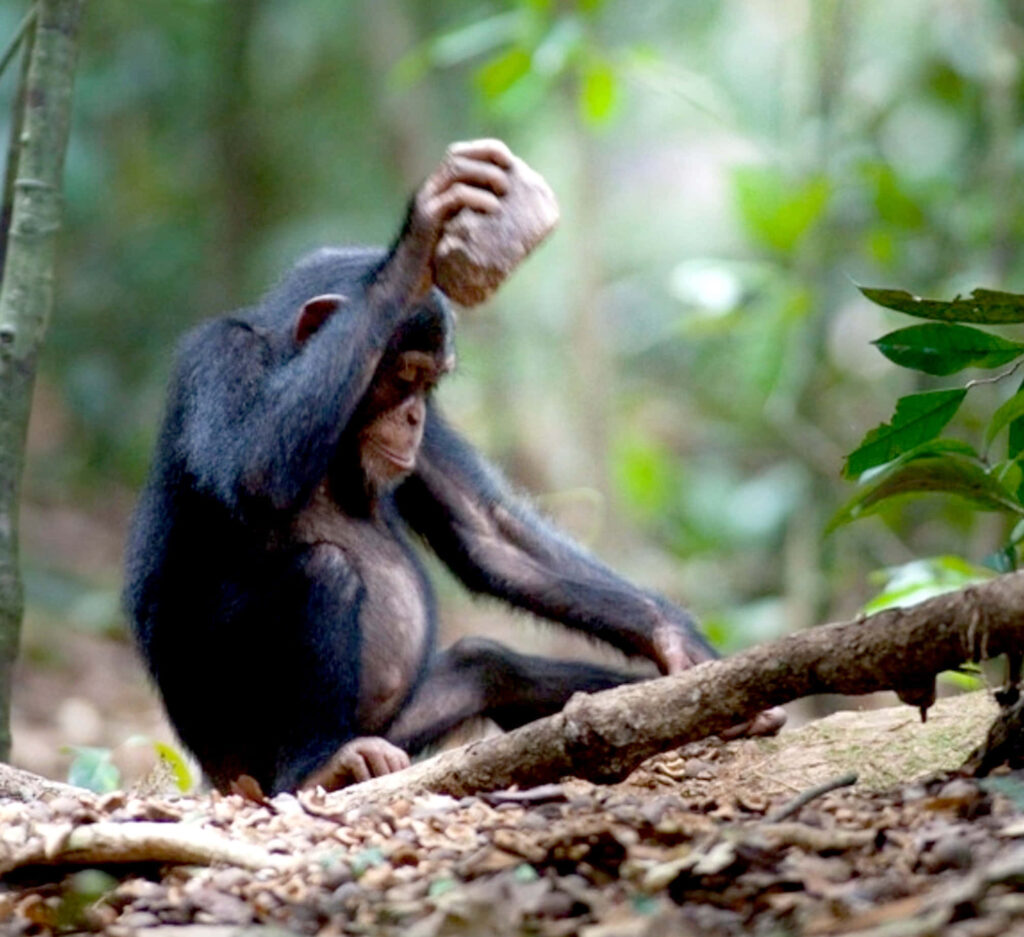 Lively chimpanzee relaxing on tree branch holding rock in sunlit lush green forest background Wallpaper