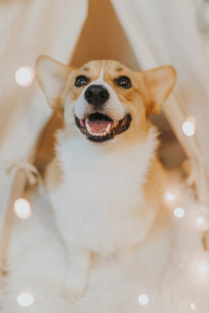 Cozy Corgi Wallpaper: Joyful Dog on Fluffy Surface with Soft Lights
