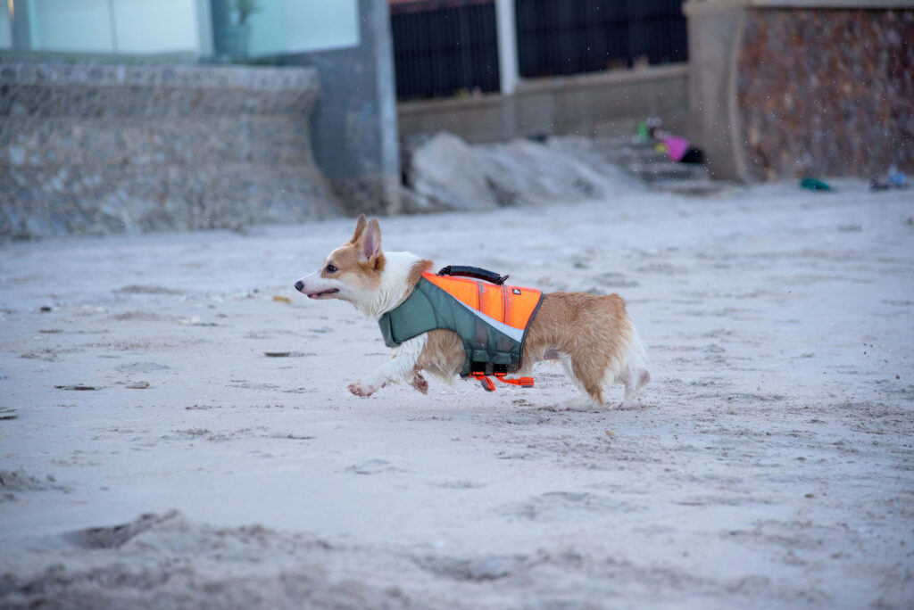 Vibrant Corgi in Life Vest Runs on Sandy Beach – Joyful Wallpaper