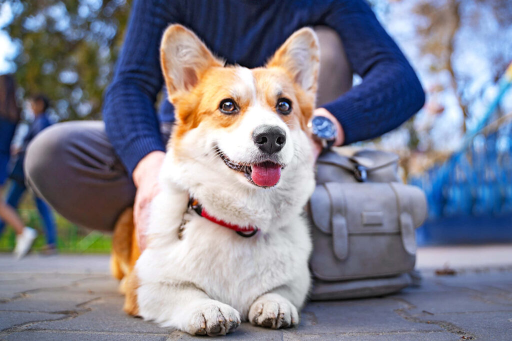 Cheerful Corgi Radiates Joy on Scenic Outdoor Pathway | Wallpaper