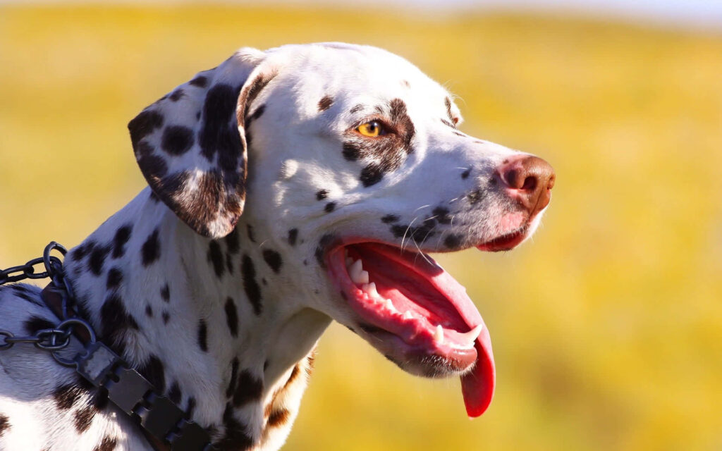 Playful Dalmatian with tongue out against bright yellow green blurred background wallpaper