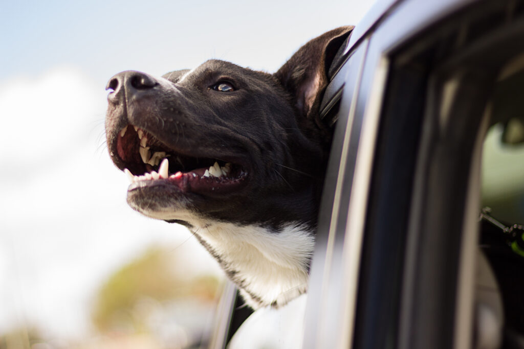 Joyful Dog Breezing Through Car Window - Adventure Wallpaper