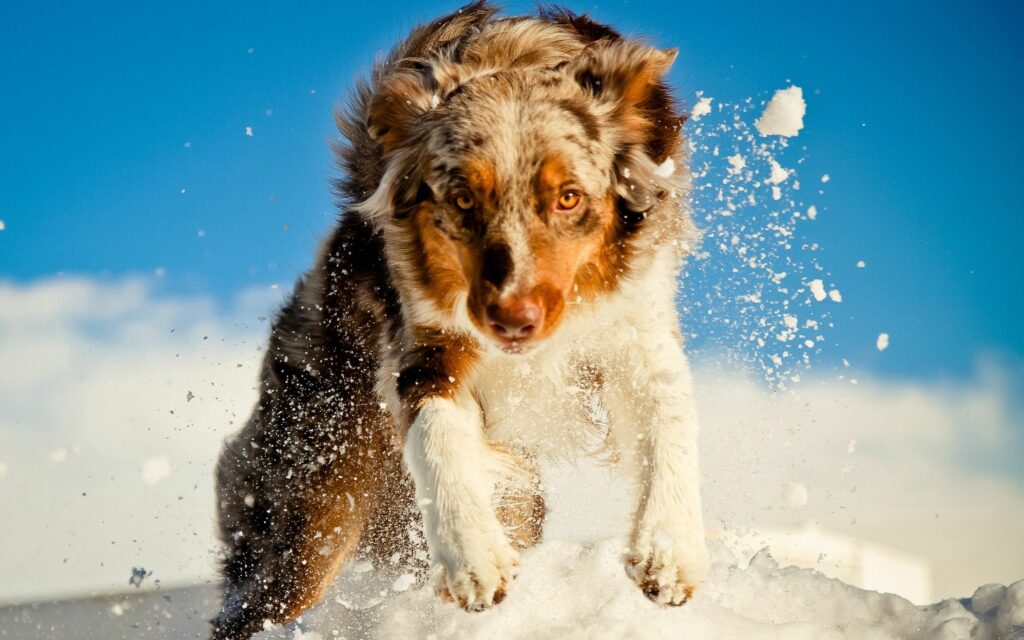 Joyful Dog Running in Snowy Landscape - High-Res Wallpaper