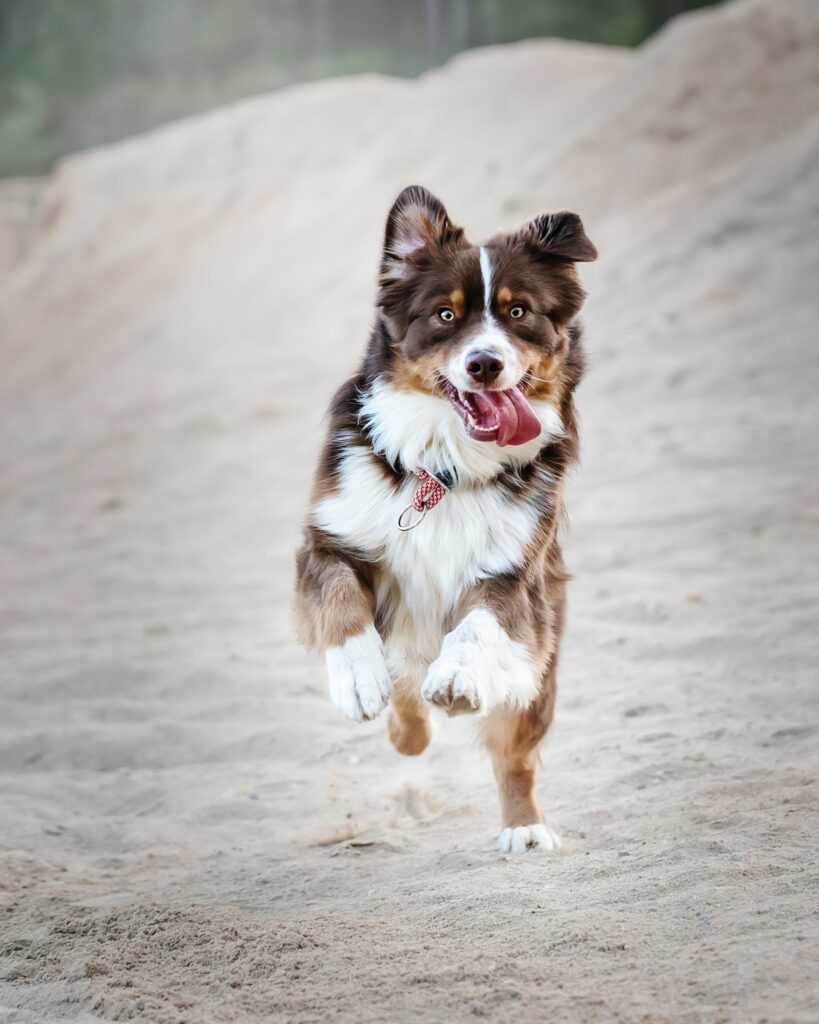 Joyful Dog Running on Sand: Playful Wallpaper for Pet Lovers