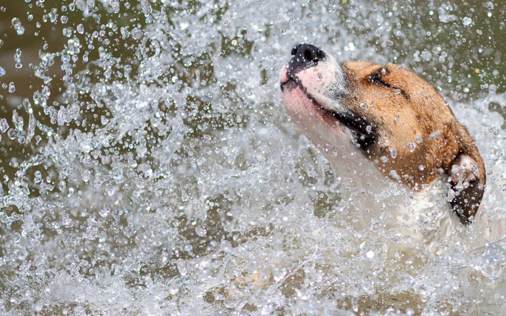 Dynamic Dog Shaking Off Water: Captivating Splash Effect in Mid-Motion Wallpaper