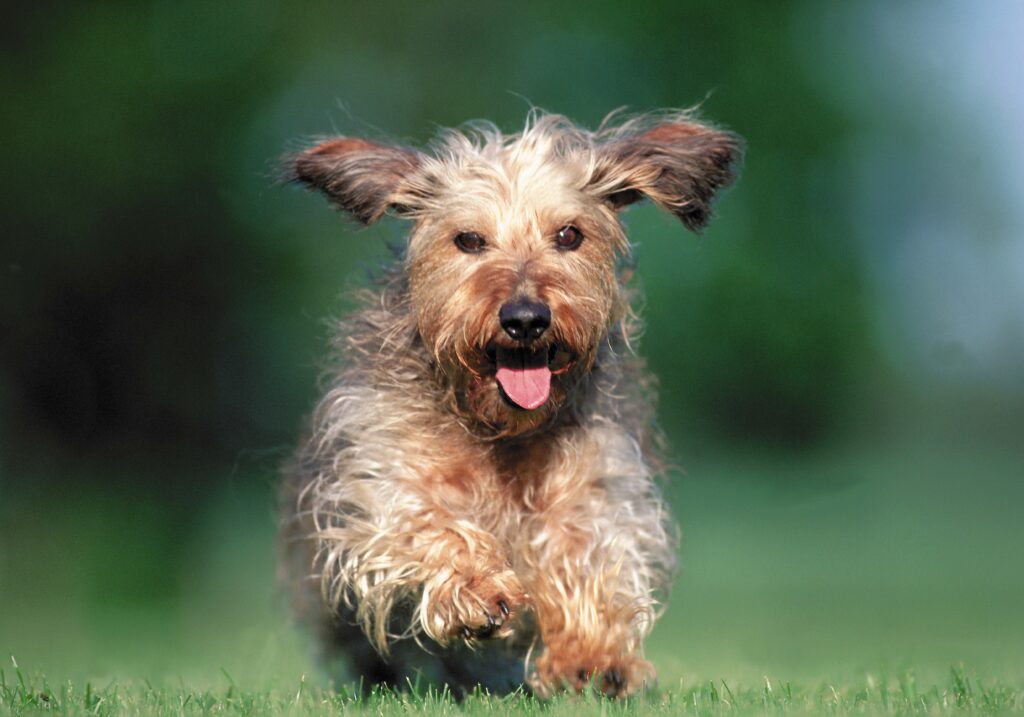 Joyful Dog Sprinting in Lush Green Field with Blurred Background Wallpaper