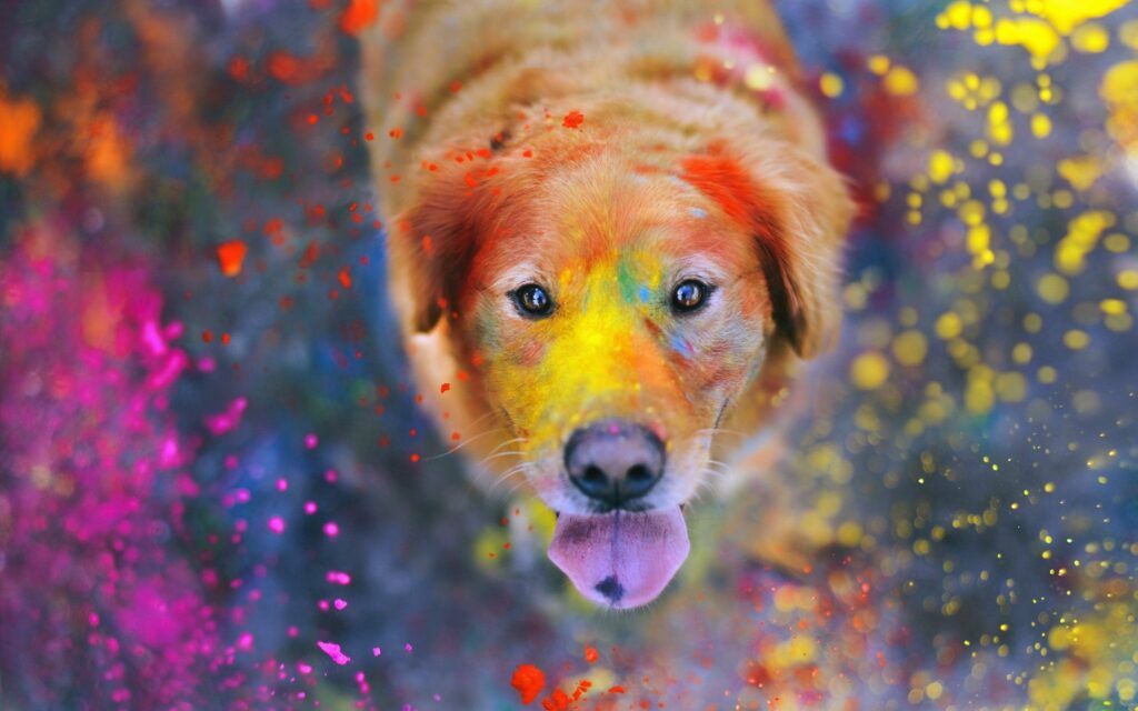 Joyful Dog in Colorful Paint: Vibrant Whimsical Wallpaper Design