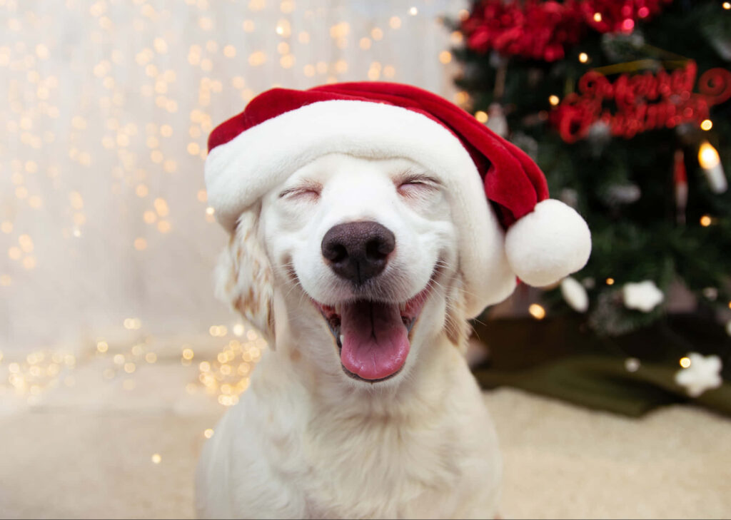 Joyful Dog in Santa Hat by Sparkling Christmas Tree - Festive Cheer Wallpaper