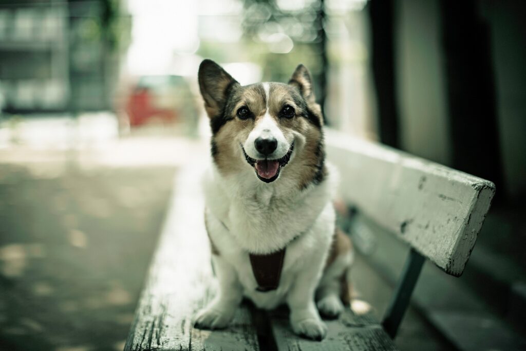 Joyful Dog on Rustic Bench: A Serene Moment in Nature Wallpaper