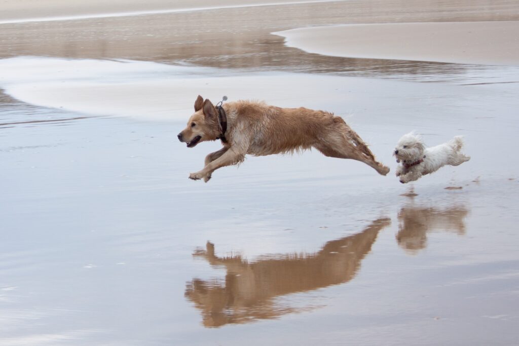 Vibrant Beach Scene: Two Dogs Jumping in Shallow Water Wallpaper