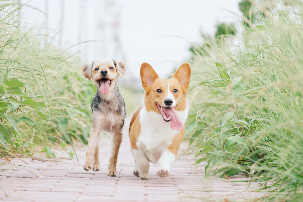 Joyful Dogs Running on Brick Pathway - Lush Greenery Wallpaper