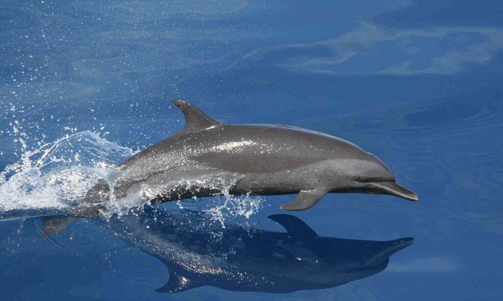 Serene Dolphin Wallpaper: Joyful Dive into Crystal-Clear Ocean