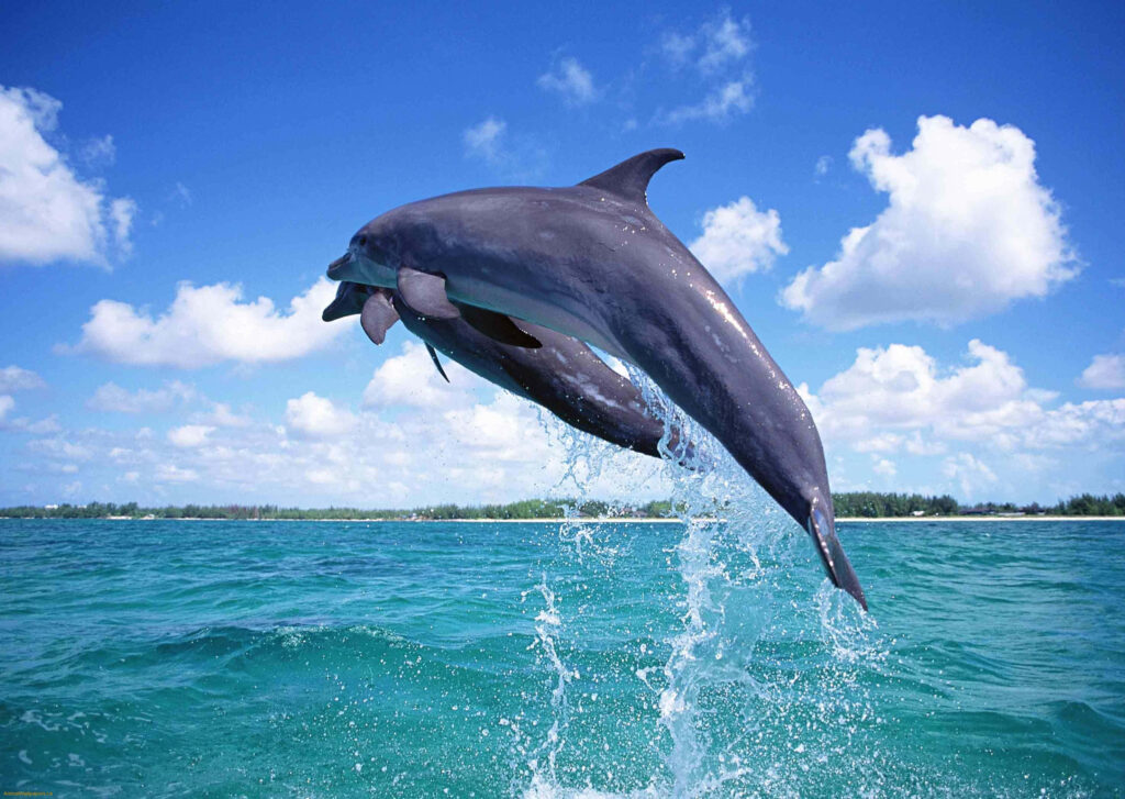 Joyful Dolphins Leap in Turquoise Waters - Cheerful Wallpaper Background