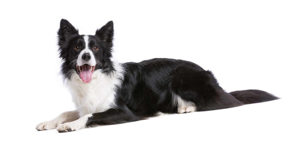 Joyful Border Collie on White Background: Ready for Adventure! Wallpaper