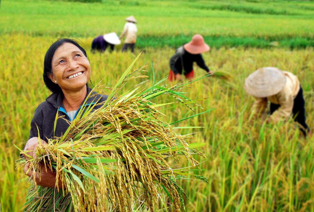 Smiling farmer holding golden rice stalks in lush field with workers in conical hats background Wallpaper