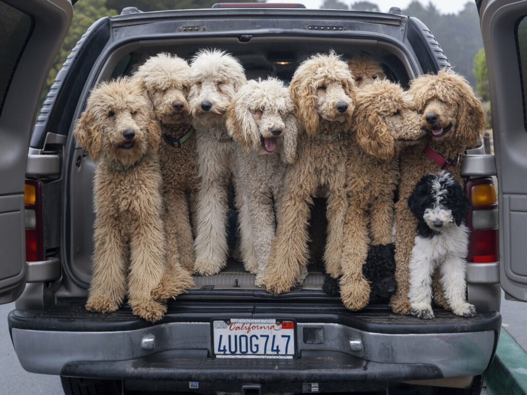 Joyful Fluffy Dogs Enjoying Adventure in Car - Heartwarming Wallpaper