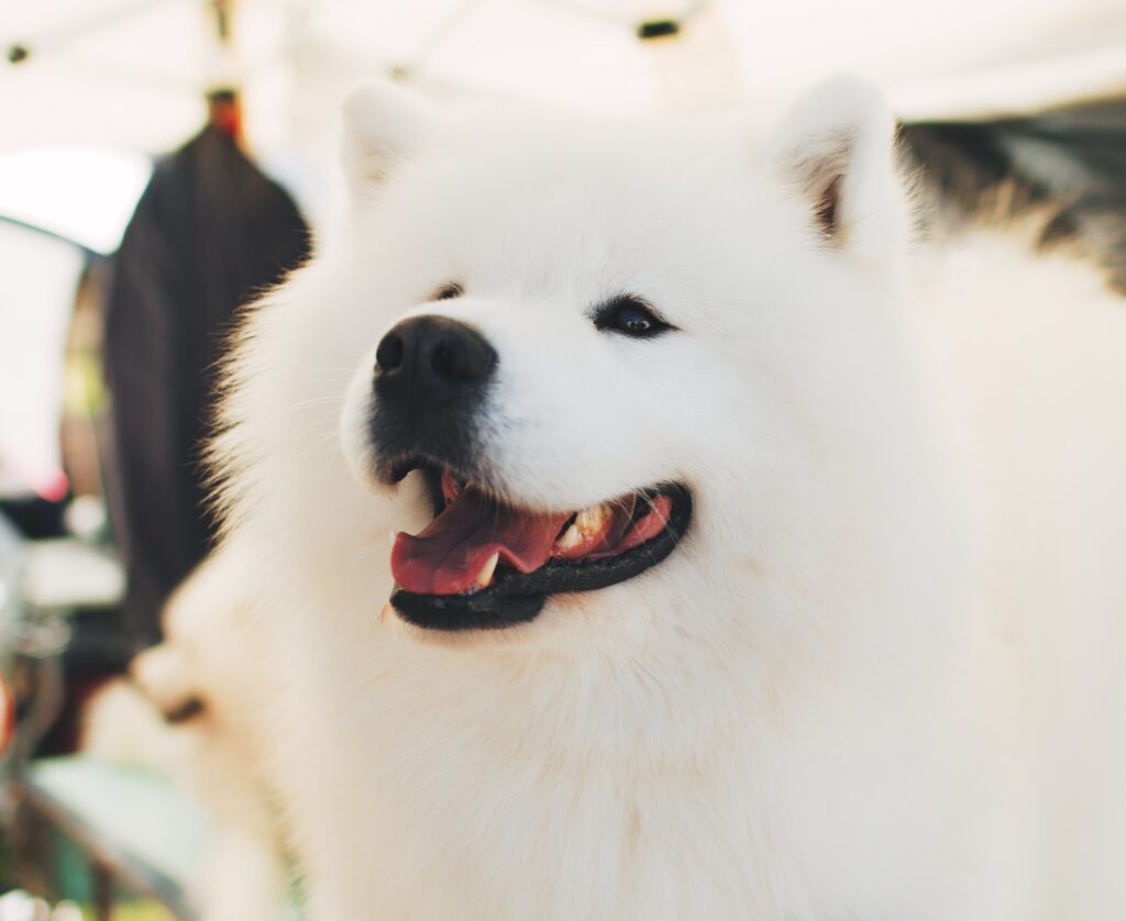 Joyful Fluffy Samoyed Wallpaper: Cute Dog Against Soft Background