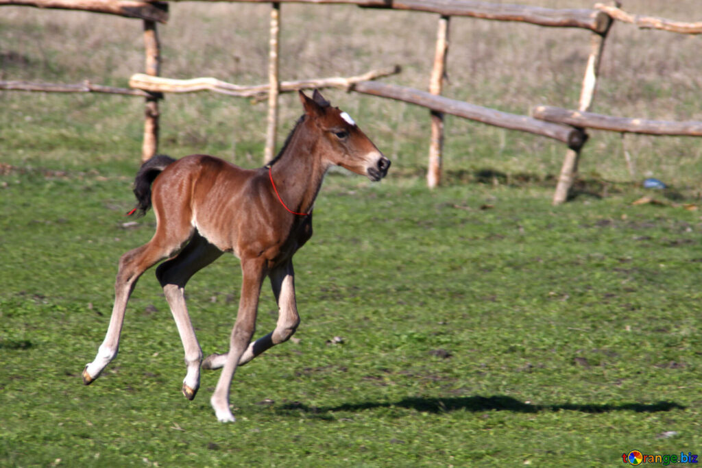 Joyful Foal Gallops Freely Across Lush Green Field Wallpaper