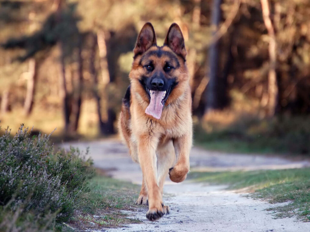 Vibrant German Shepherd Running in Serene Forest Wallpaper
