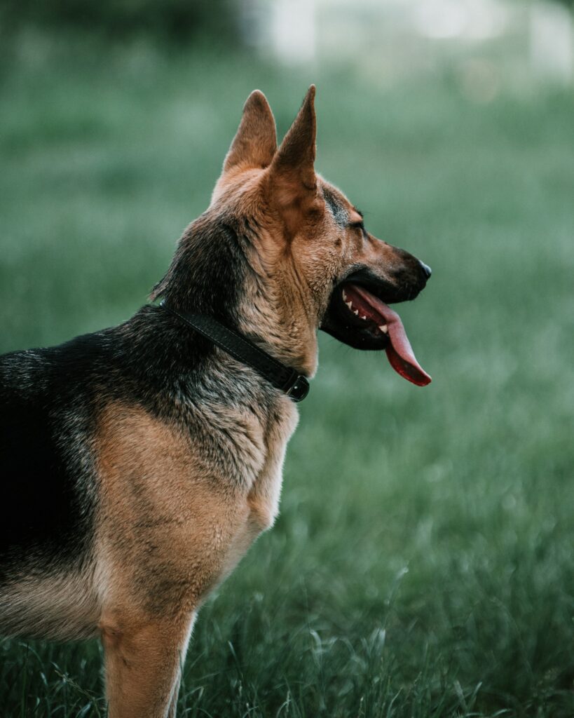“Majestic German Shepherd in Lush Green Field - Joyful Pet Wallpaper”
