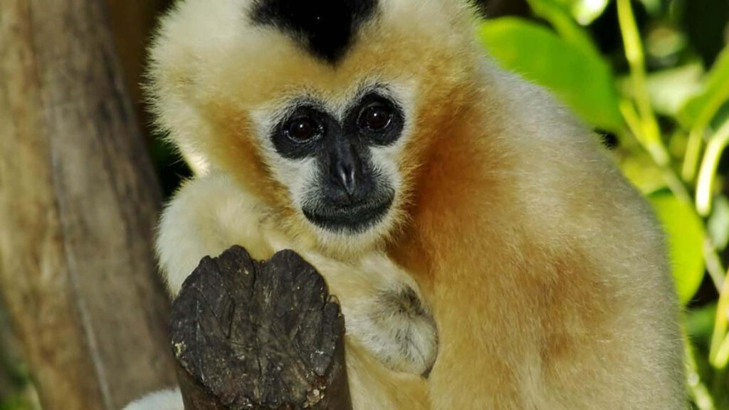 Frolicking Baby Gibbon: Playful White Fur Shines Amidst Sunlit Rainforest Wallpaper