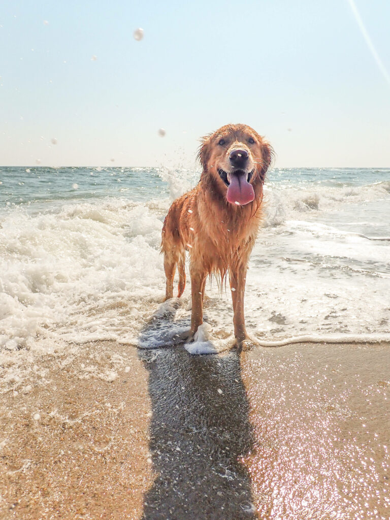 Joyful Golden Retriever Beach Wallpaper - Perfect for Dog Lovers