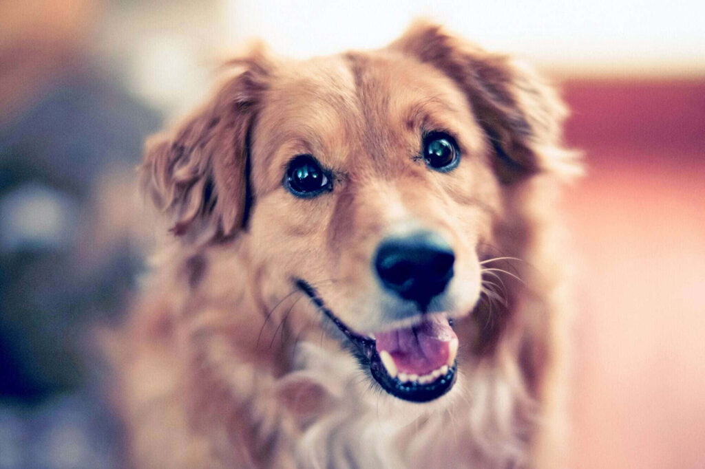 Joyful Golden Retriever Wallpaper: Adventure-Ready with a Bright Smile