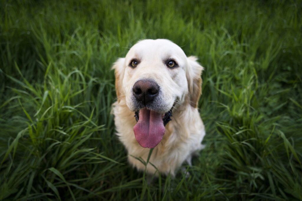 Joyful Golden Retriever Wallpaper in Lush Green Grass Background